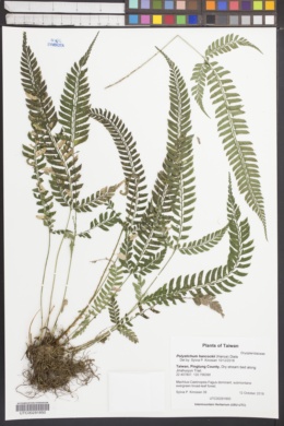 Image of Polystichum hancockii
