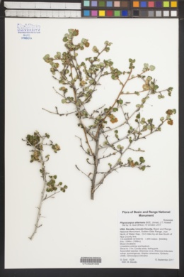 Image of Physocarpus alternans