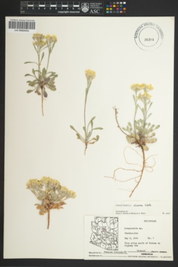 Physaria cinerea image