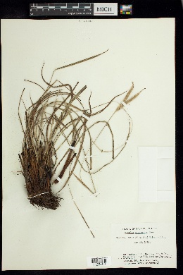 Paspalum pectinatum image