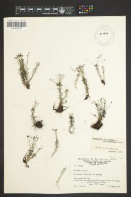 Paepalanthus fasciculatus image