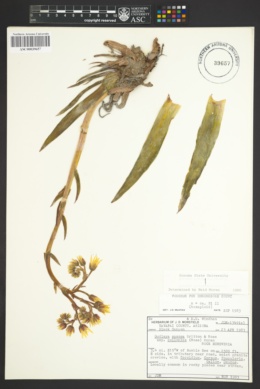 Dudleya saxosa subsp. collomiae image