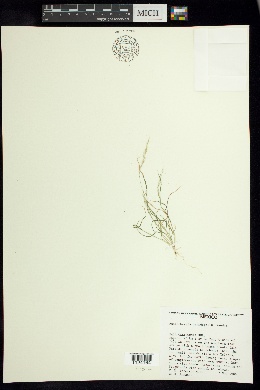 Image of Muhlenbergia brandegeei
