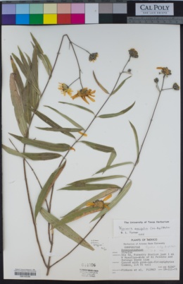 Image of Viguiera ensifolia