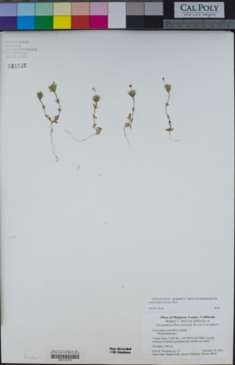 Image of Leptosiphon bicolor
