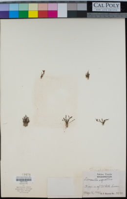 Limosella aquatica image