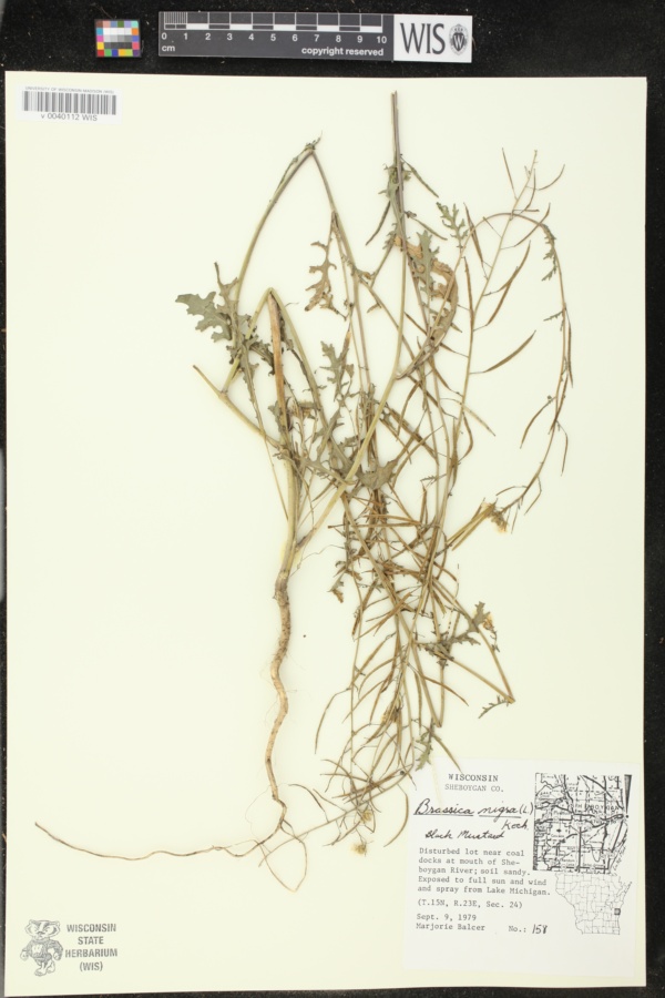 Erucastrum gallicum image