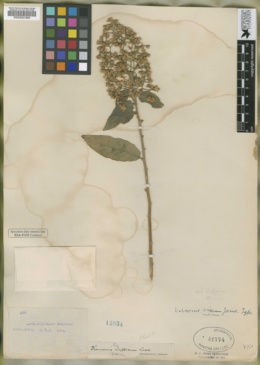 Image of Vernonanthura patens