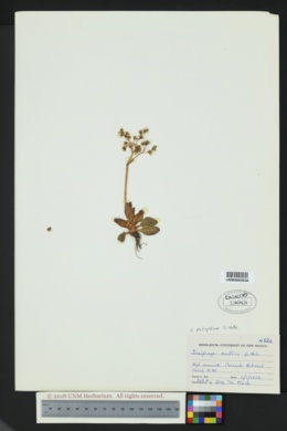 Saxifraga eriophora image