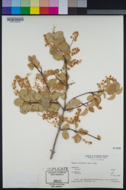 Image of Prunus ilicifolia