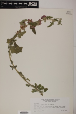 Sphaeralcea ambigua subsp. ambigua image