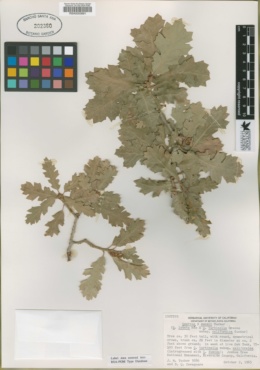 Quercus × munzii image