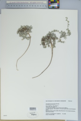 Image of Astragalus micromerius