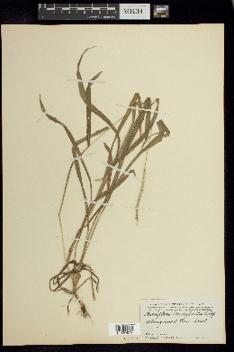 Anthephora hermaphrodita image
