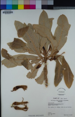 Clermontia oblongifolia image
