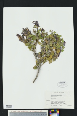 Salvia vinacea image