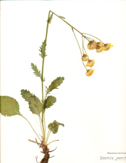 Packera pauciflora image