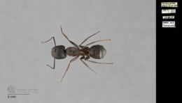 Camponotus vicinus image