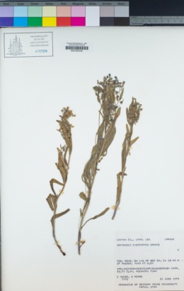 Mertensia oblongifolia image
