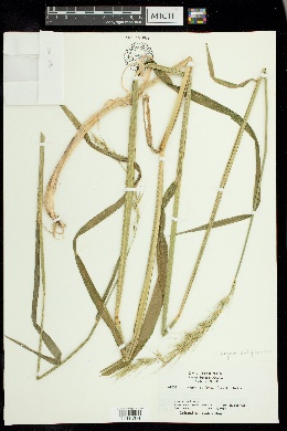 Leymus californicus image