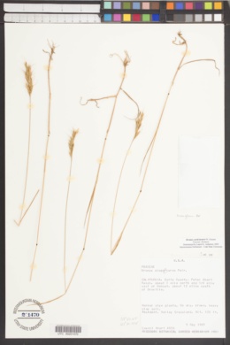 Bromus caroli-henrici image