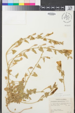 Calystegia malacophylla subsp. pedicellata image
