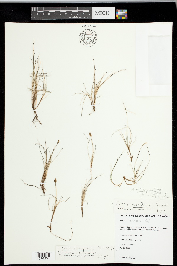 Carex x langeana image