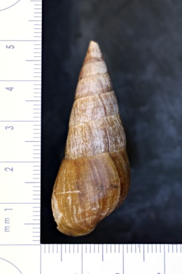 Pachychilus indiorum image
