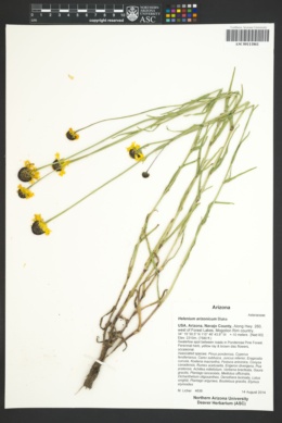 Helenium arizonicum image