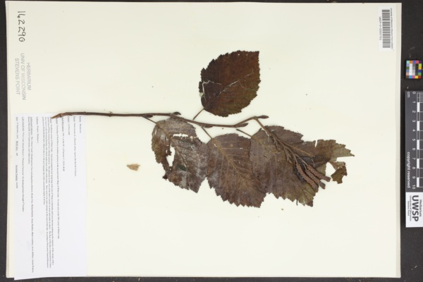 Alnus incana subsp. rugosa image