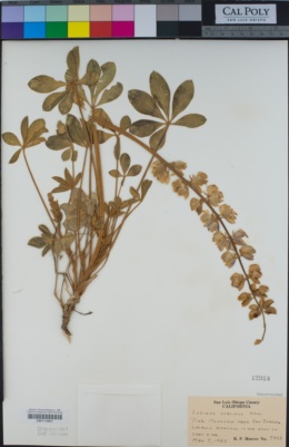 Lupinus cervinus image
