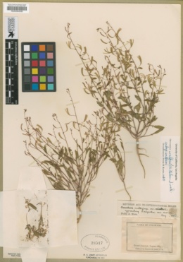 Camissonia walkeri subsp. walkeri image