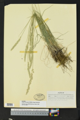 Poa fendleriana subsp. albescens image