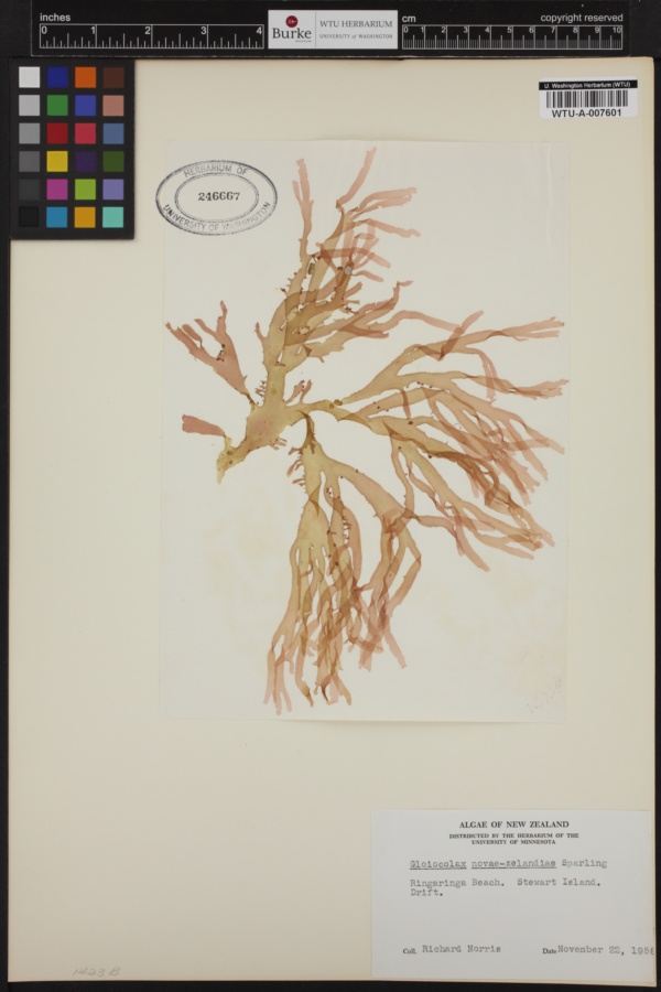 Gloiocolax novae-zelandiae image