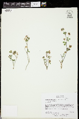 Trifolium gracilentum var. gracilentum image