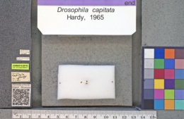 Drosophila capitata image