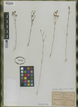 Centaurium martinii image