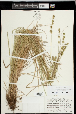 Carex leersii image