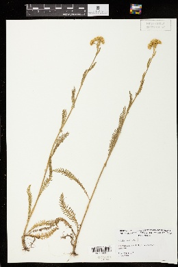 Image of Achillea lanulosa