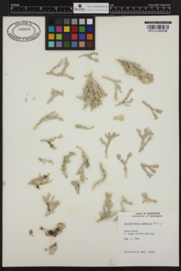 Bossiella californica subsp. schmittii image