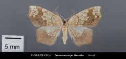 Image of Nematocampa limbata