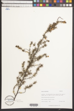 Acacia ulicifolia image