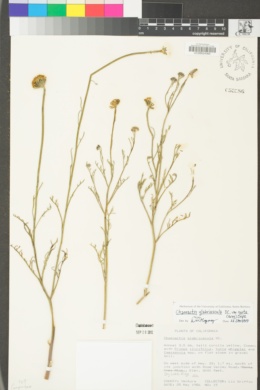 Chaenactis glabriuscula image