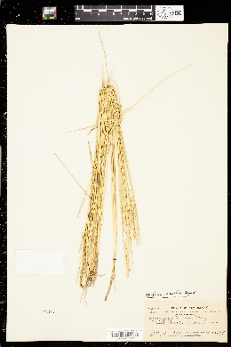 Pascopyrum smithii image