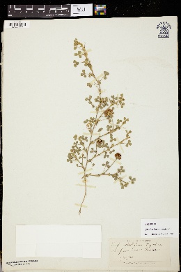 Image of Trifolium burchellianum