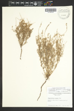 Image of Johnstonella racemosa
