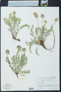 Astragalus troglodytus image
