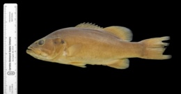 Micropterus dolomieu image