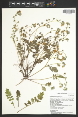 Phacelia platycarpa image
