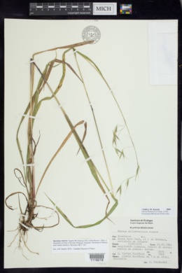 Bromus dolichocarpus image
